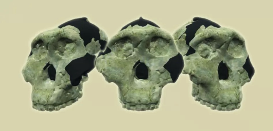 3 D Skulls interactive OH5 halfbanner 0