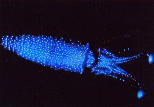 Firefly Squid