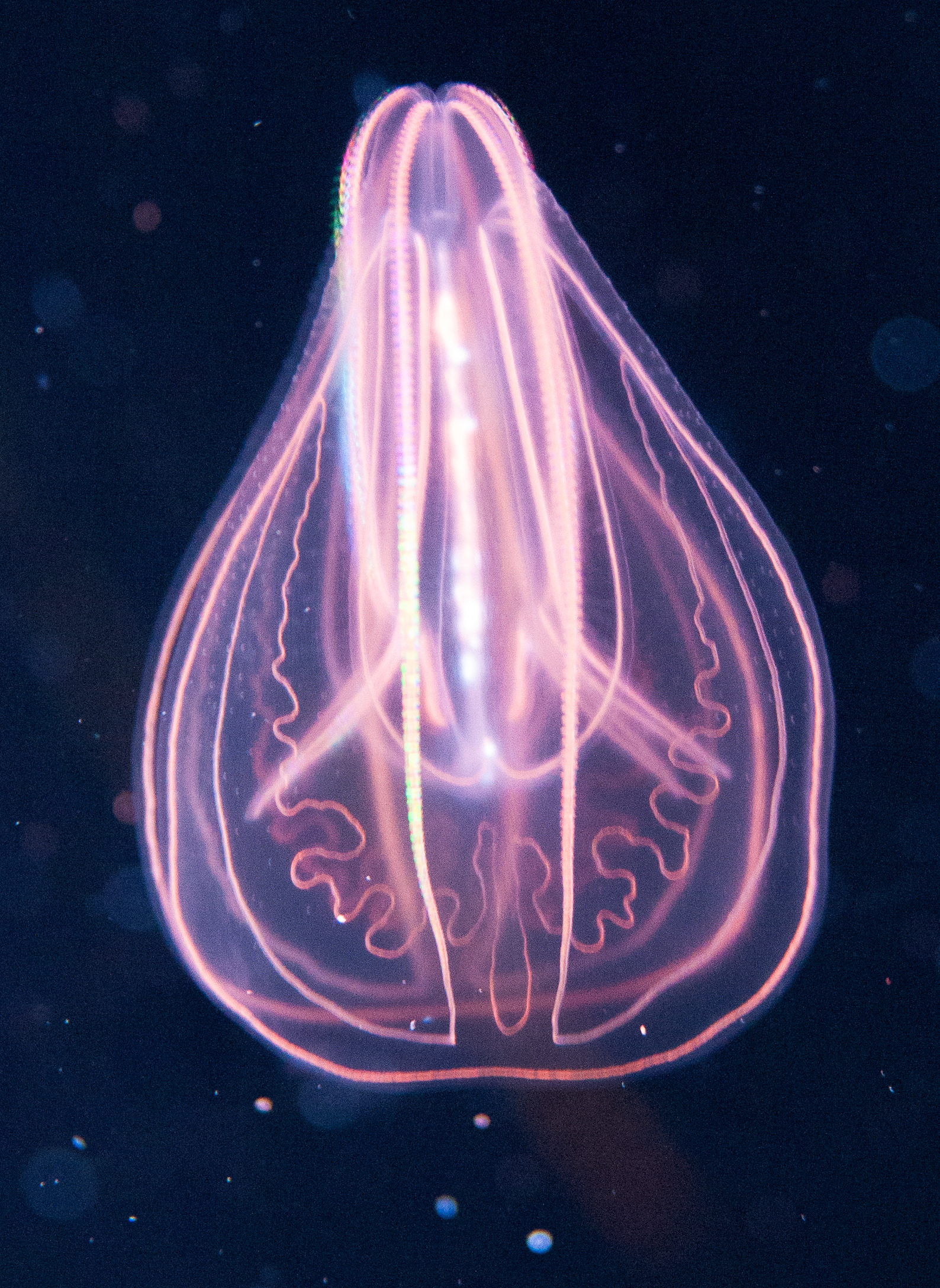 4235297 Comb jelly
