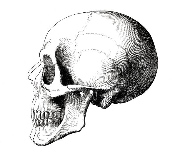 Human skull side view