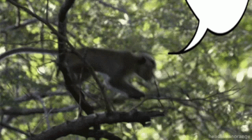 Monkey speech bubble