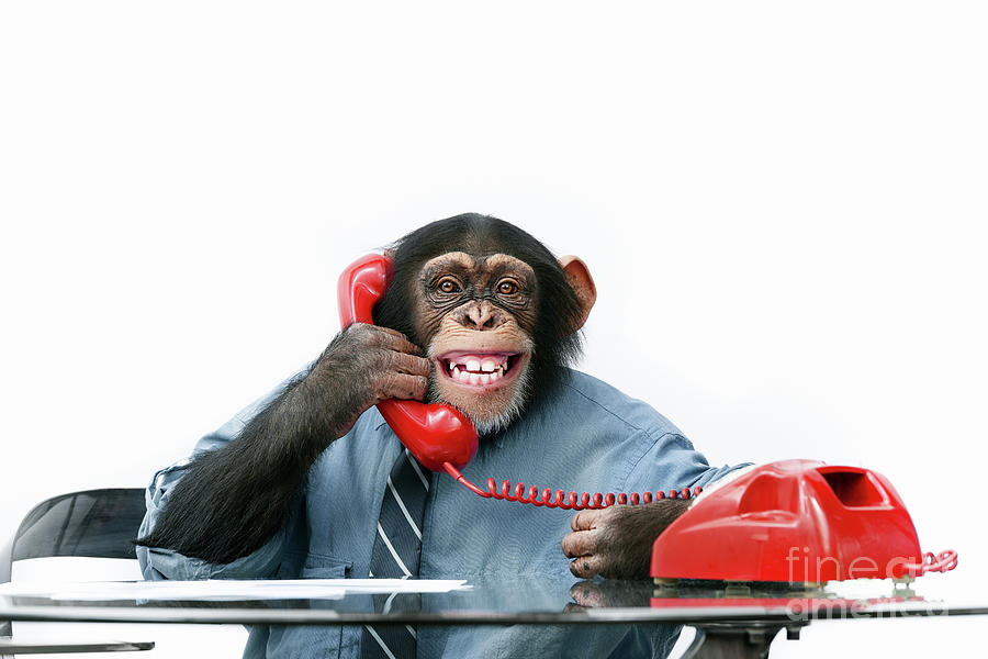 2 monkey on phone lise gagne 2 monkey on phone lise gagne
