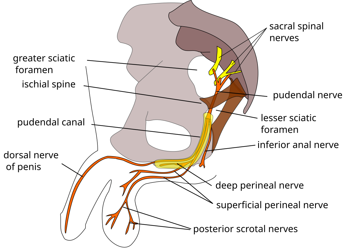 1200px Pudendal nerve