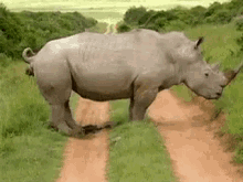 Rhino pooping