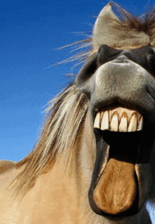 Horse horse smile