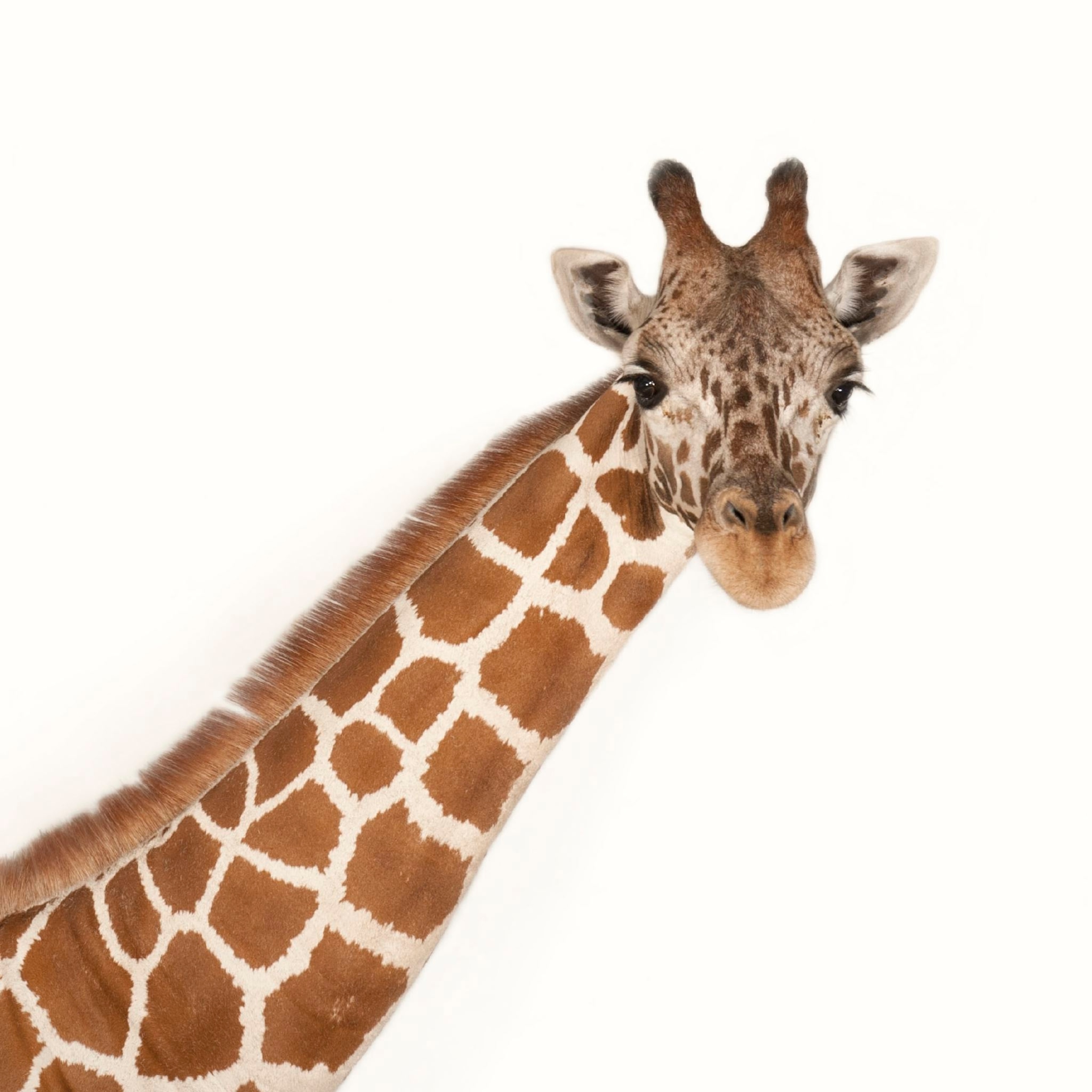 Giraffe thumb square