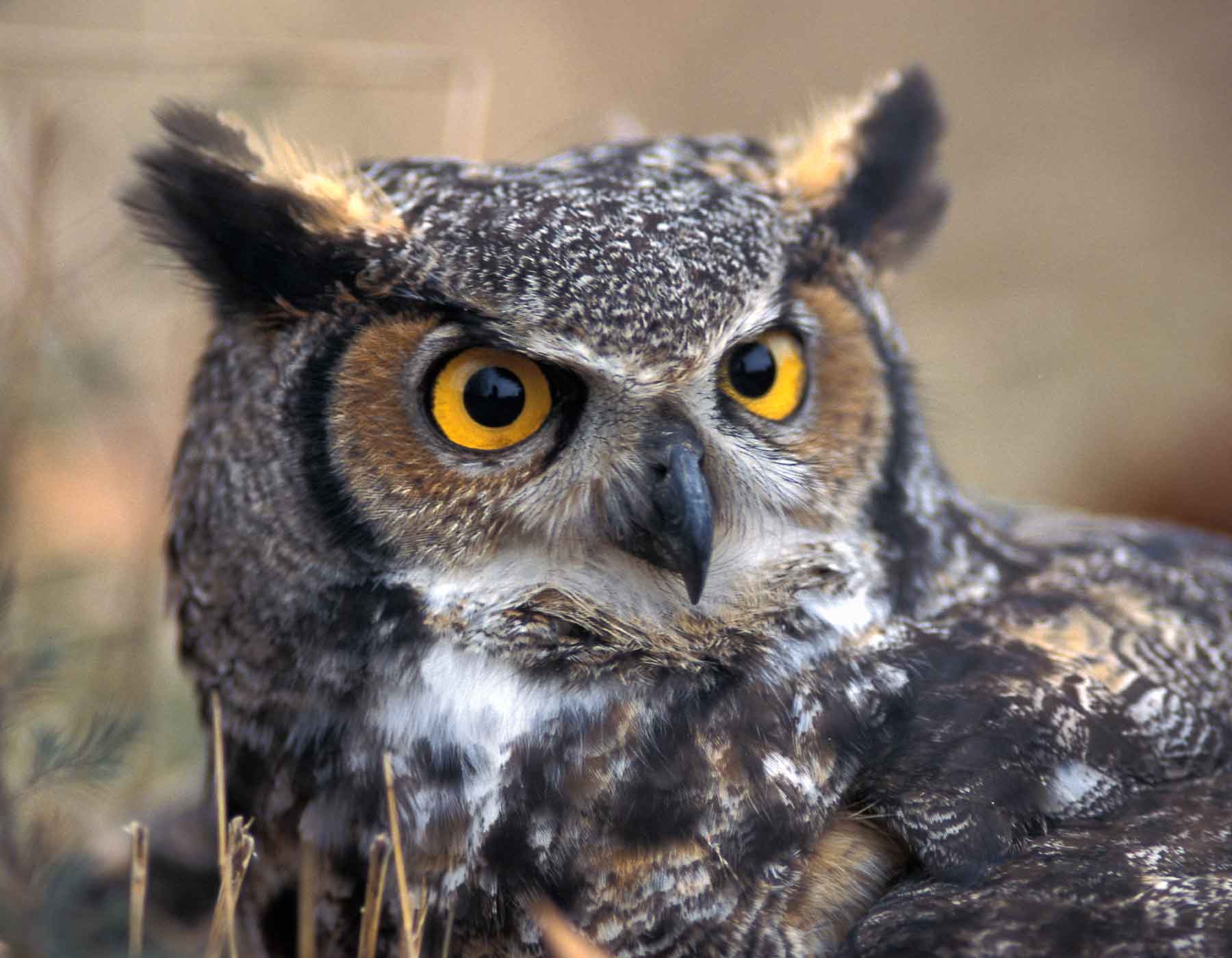 13 facts about owls 1689500641