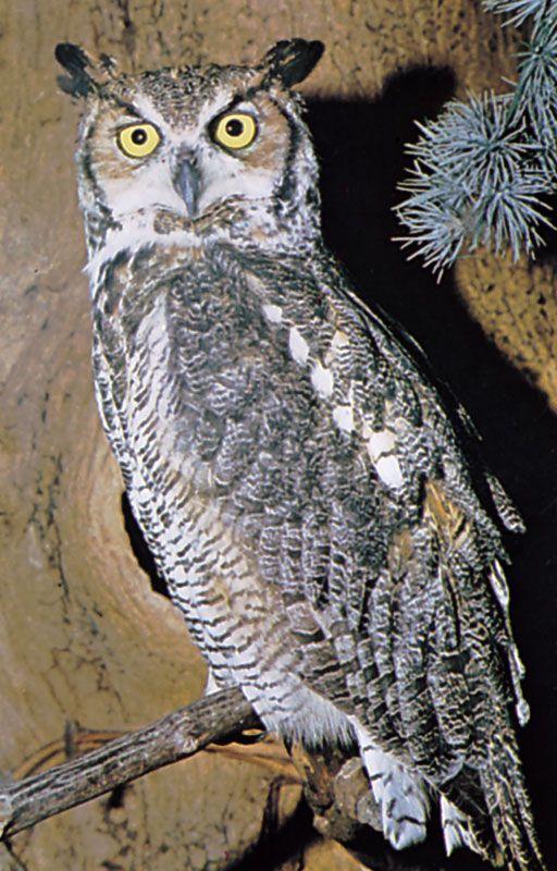 Great horned owl 1