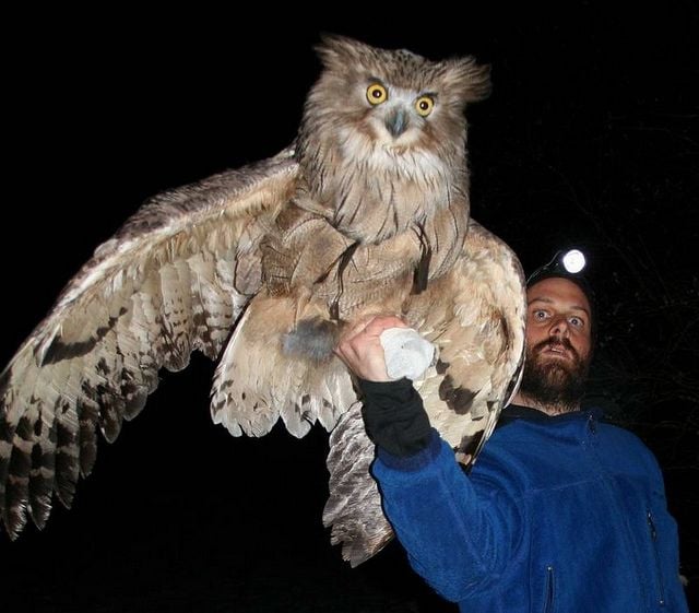 The blakinstons fish owl is the largest owl species they v0 0z1b3gtczxw81