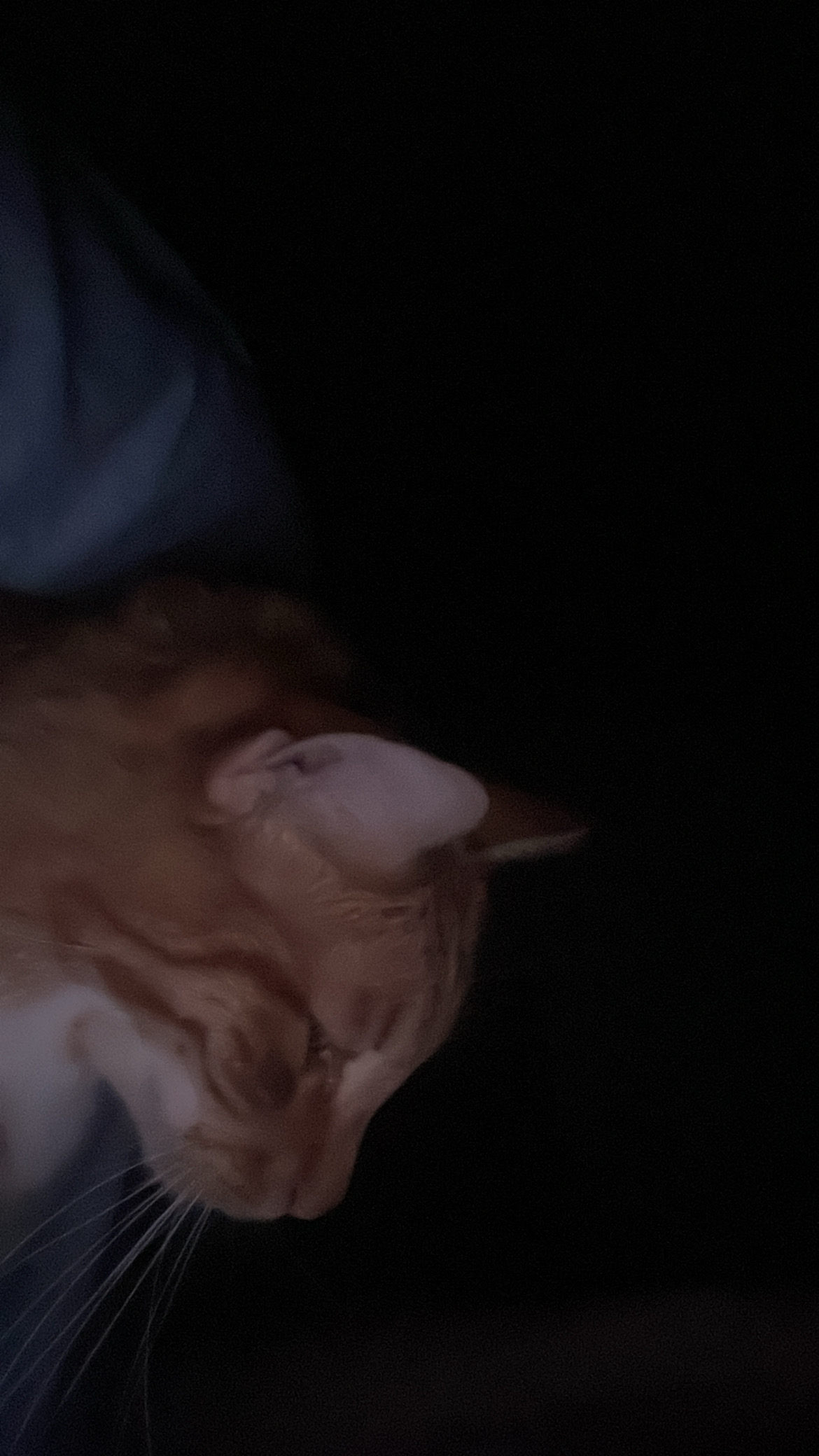 1389EFF6 AC98 4039 A2A9 0B6675353658