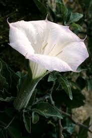 Images 11