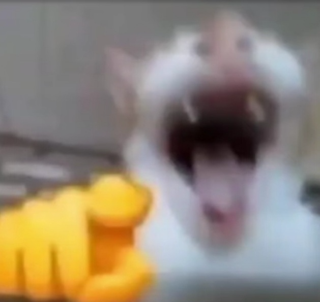 Cat pointing and laughing meme 8hdb48