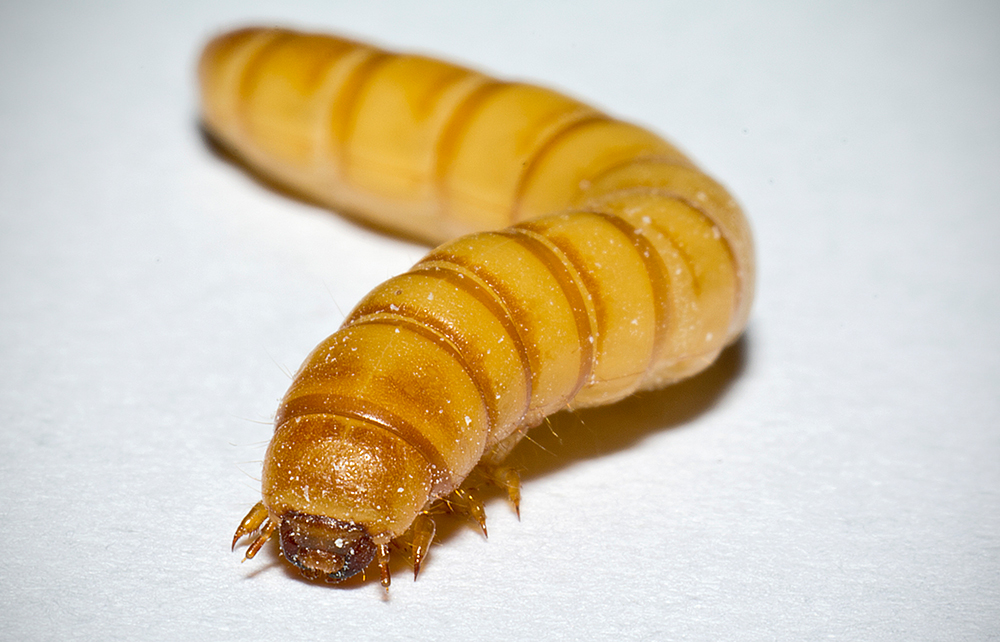 Yellow mealworm Tenebrio molitor larva