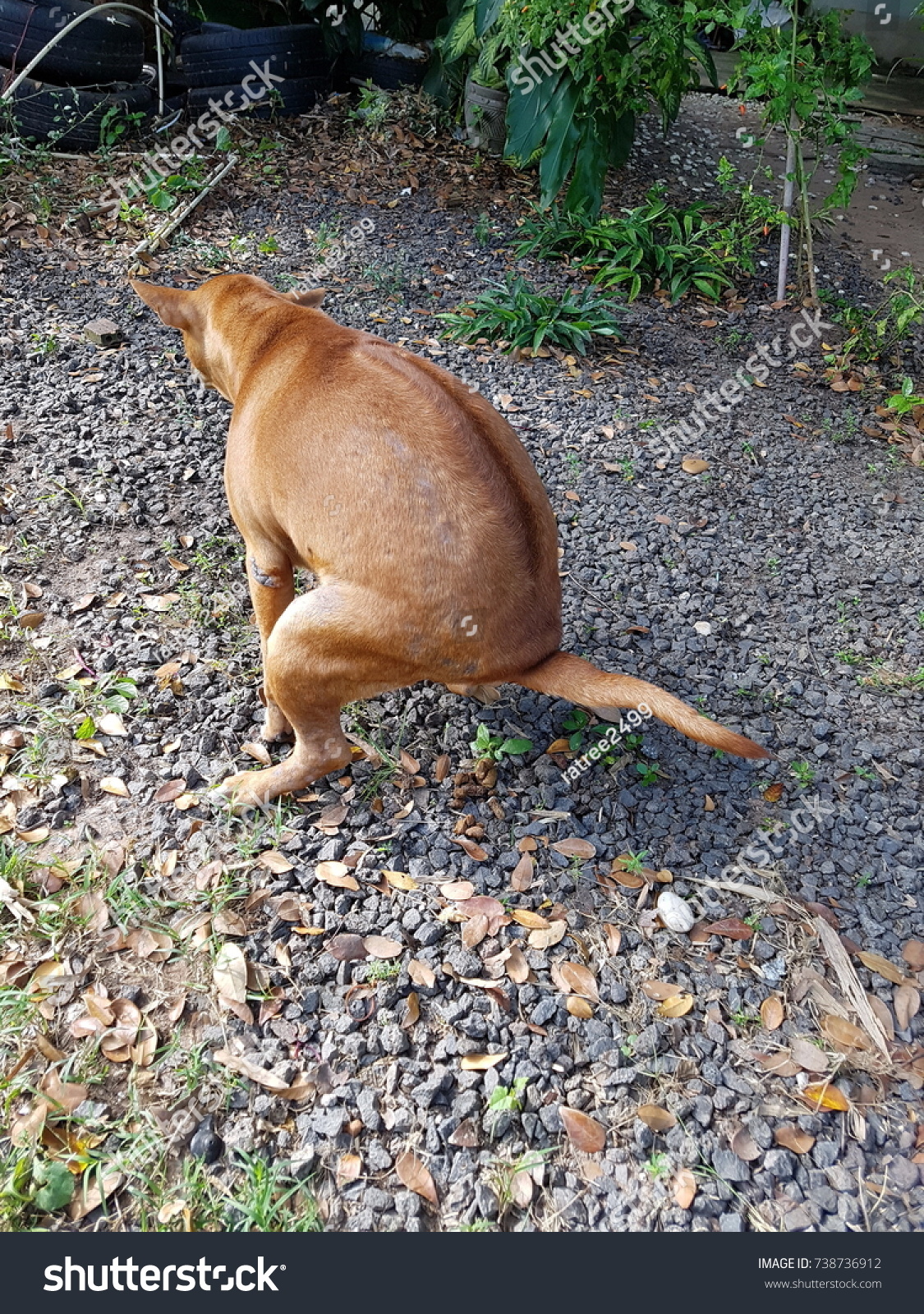 Stock photo dog shit 738736912