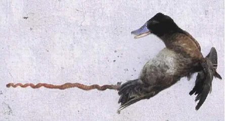 445 lake duck