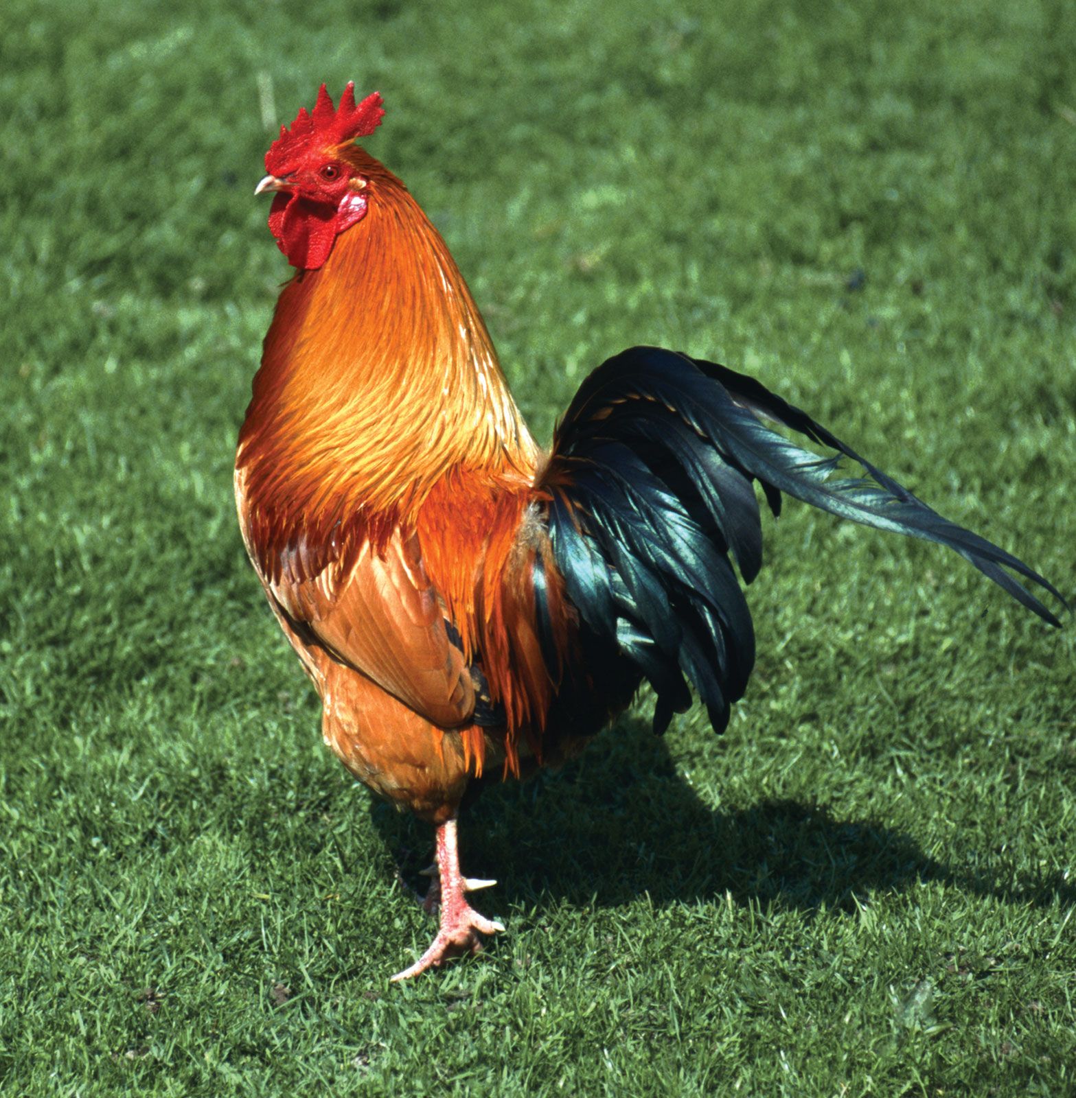 Rooster Rhode Island Red roosters chicken domestication