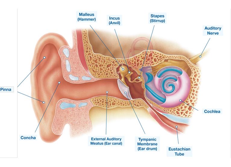 Banner HearingAnatomy Poster 767x556