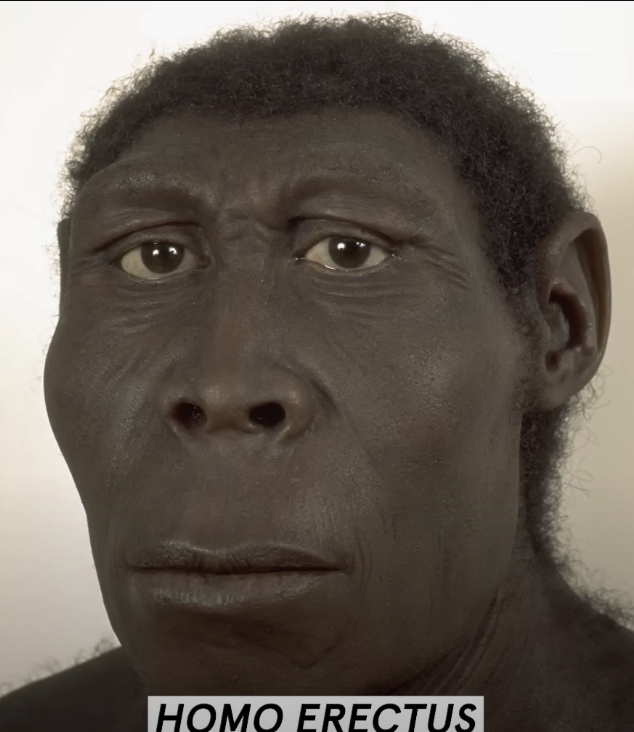 Homo erectus