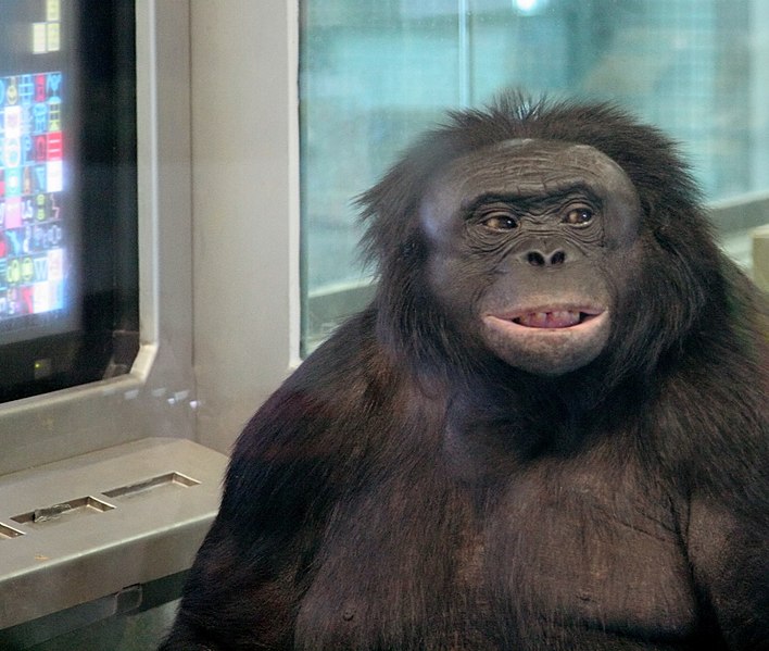 Kanzi in the indoor test apparatus