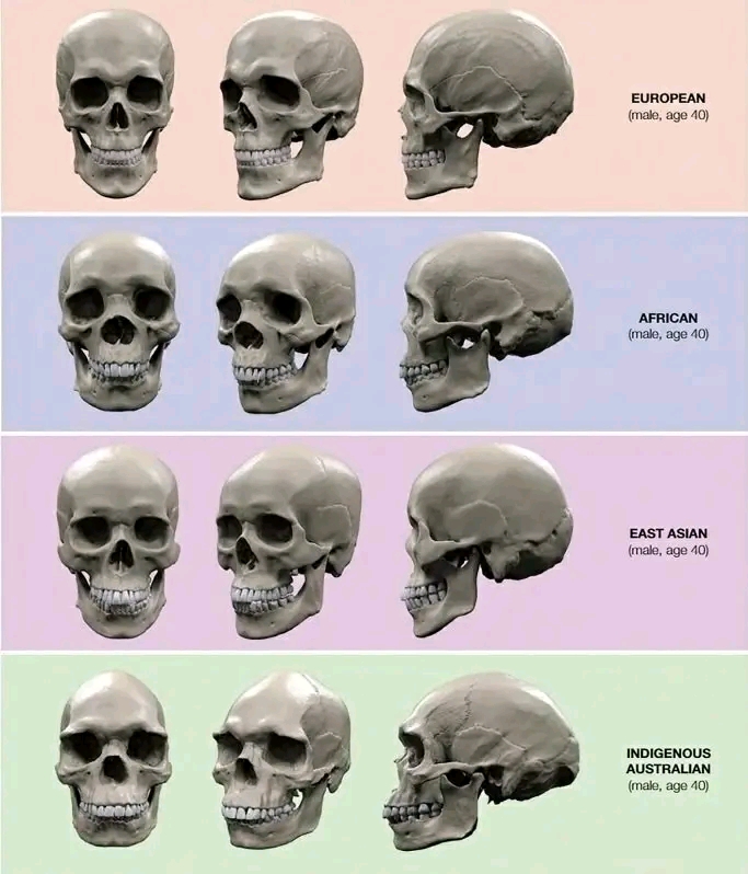 Skulls