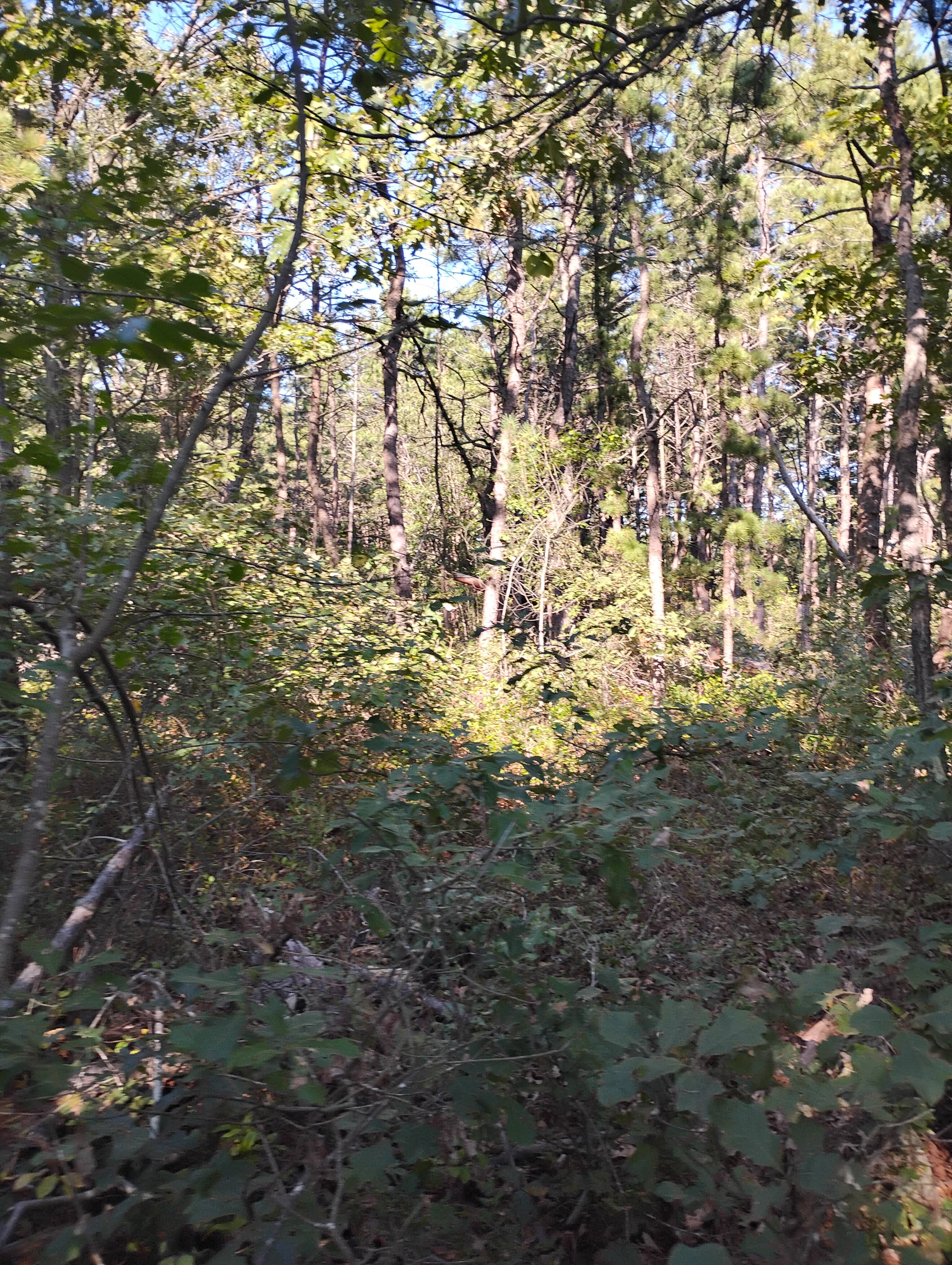 IMG 20240911 161725680