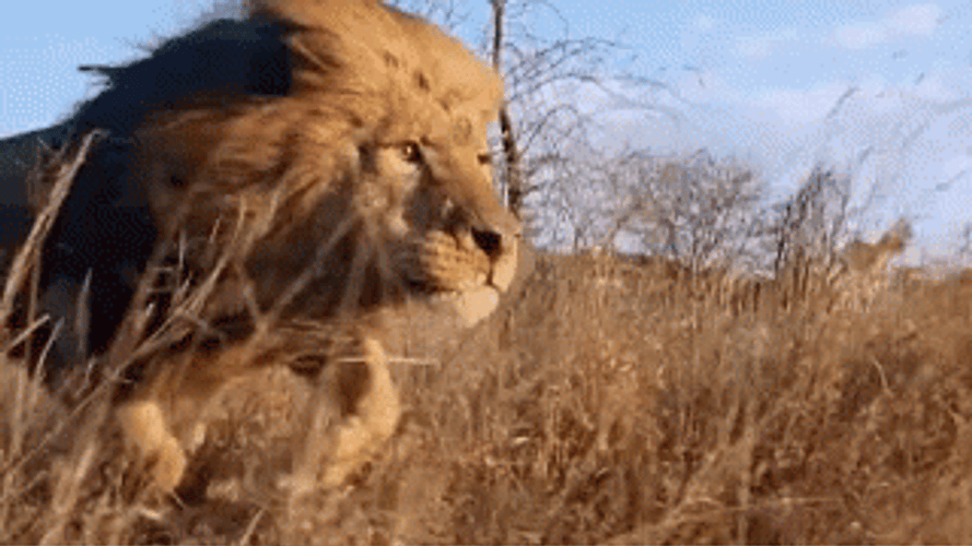 Serious lion running xvc016nxrepc3ffg