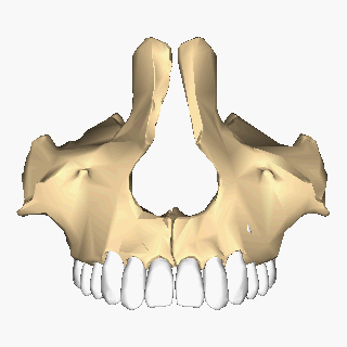Maxilla close up animation