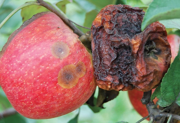 ThoseRottenHoneycrisp SBitter rot after heat drought stress 620x423