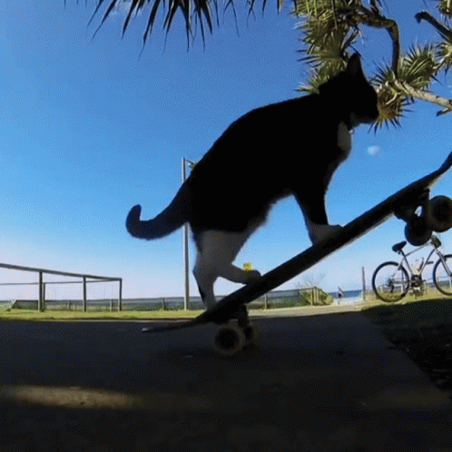 Cat on skateboard cat