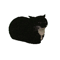 Rupert cat