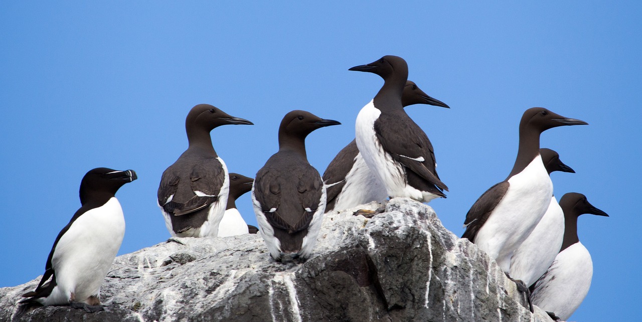 Guillemot 2034679 1280