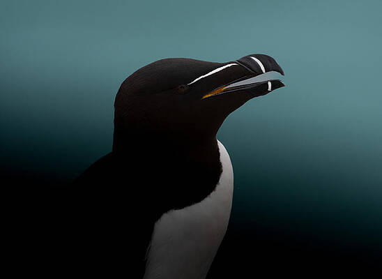 Portrait of razorbill erik engstrm