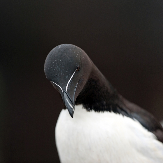 00262 Razorbill Sarah Kelman