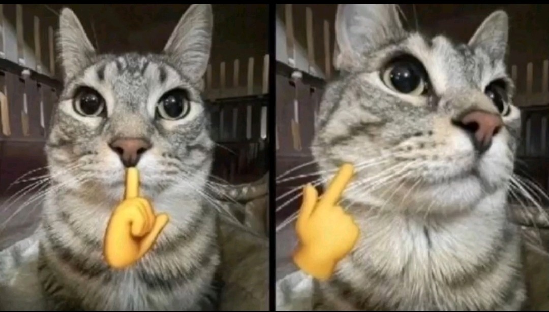 Mewing cat
