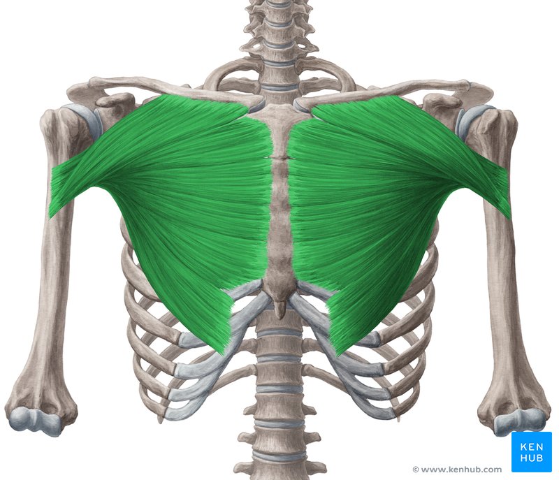 Wt6B7qUeKq5WqFGlzsQ Musculus pectoralis major 01