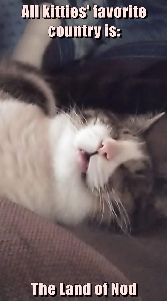 Cheezburger image 9674485248 1