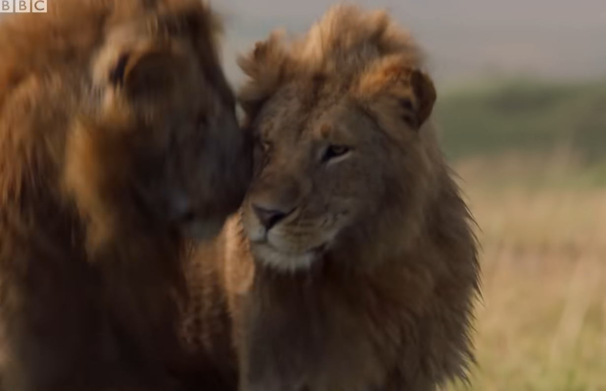 Lionbrother