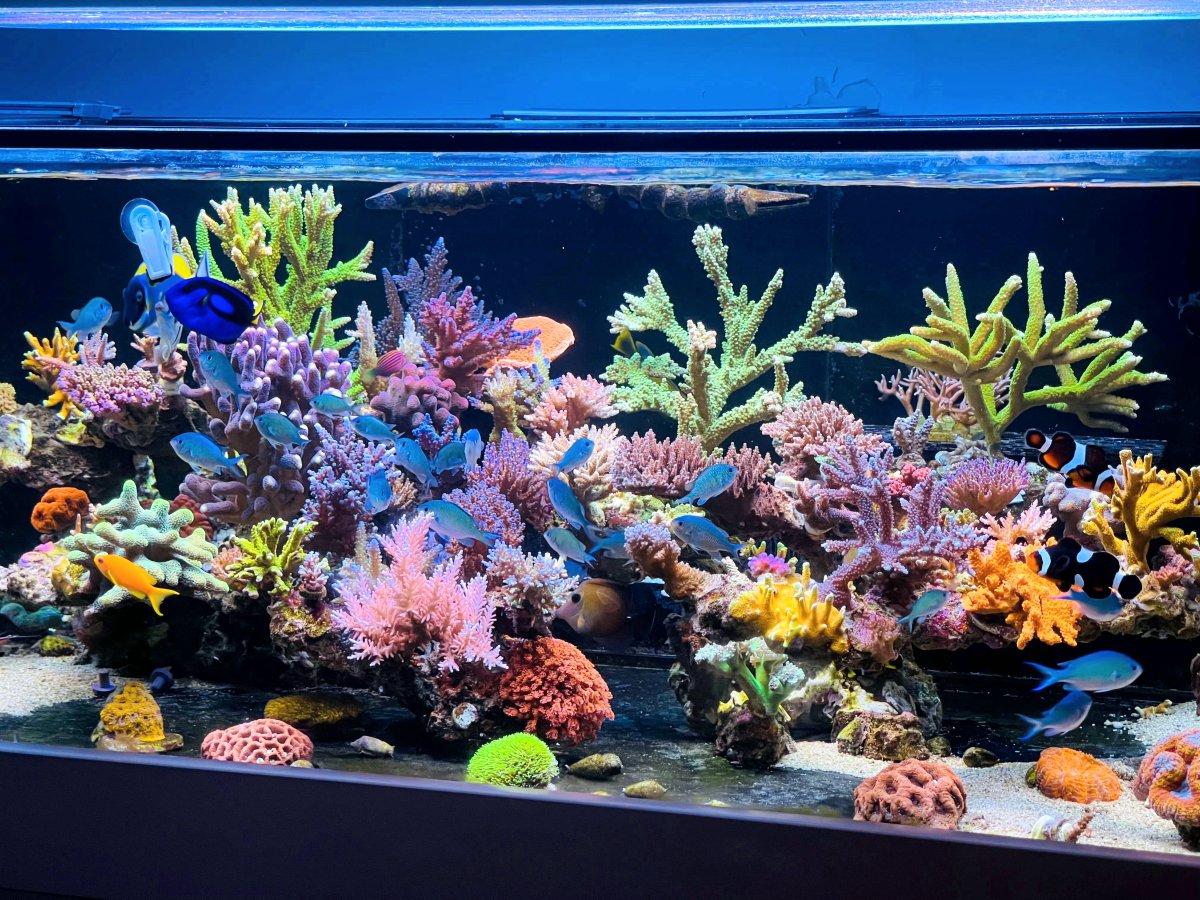 IMG 20240826 WA0219 remastered