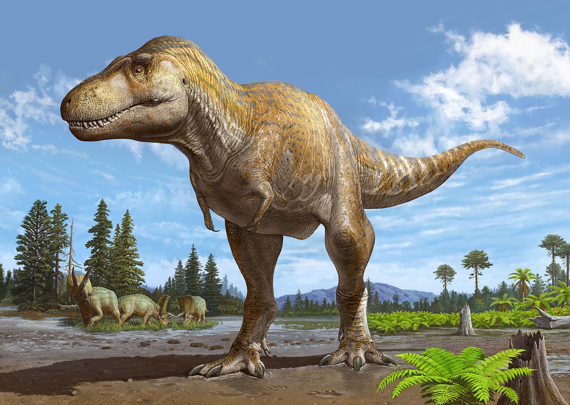 Trex