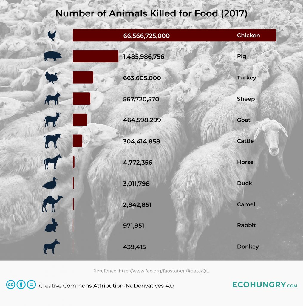 Number of Animals Killed for Food 1016x1024 Number of Animals Killed for Food 1016x1024