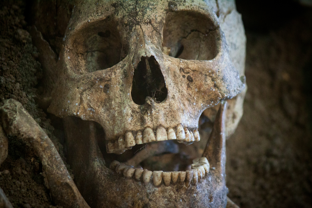 Ancient Teeth