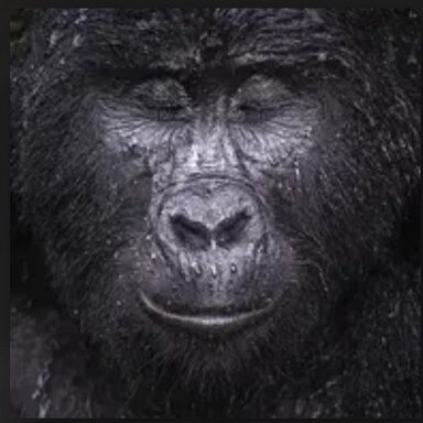 4463140 1729407559994