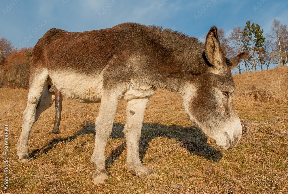 1000 F 130944860 DIBOUzLLm7AW2heH6eRVD9lOVY6dA09E