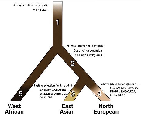 Selection_for_light_skin_in_East_Asians_and_North_Europeans.jpg