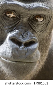 Gorilla portrait 260nw 17381551