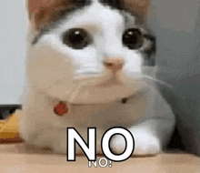 Cat no