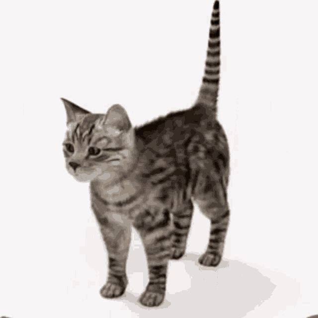 Cat spin
