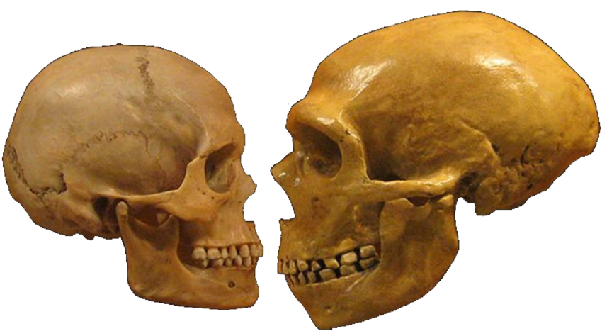 Side by side comparison of Neanderthal and modern human skulls from the Cleveland Museum