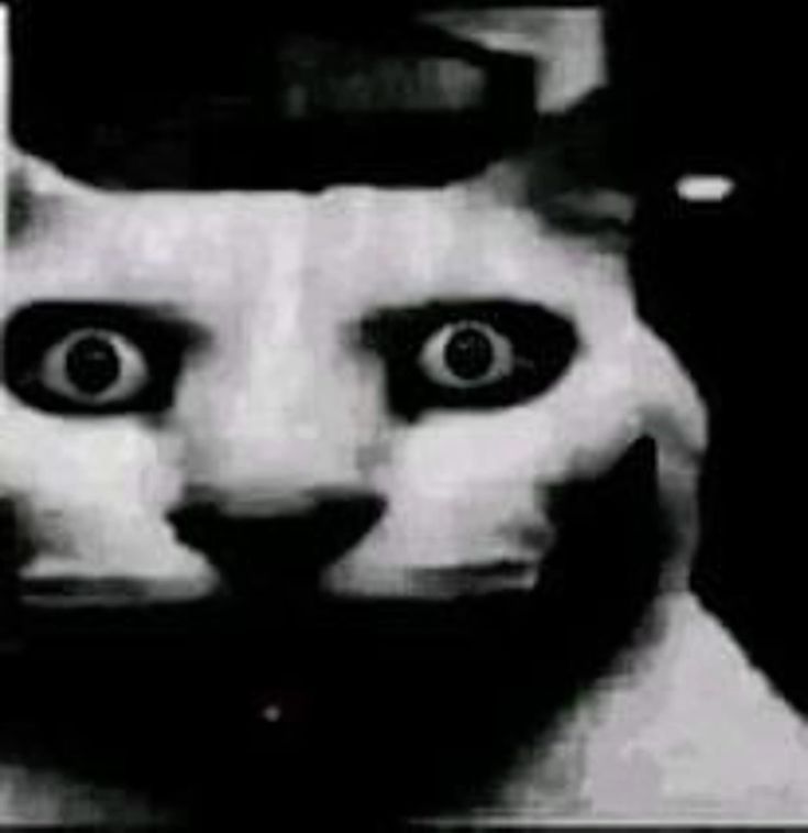 Wtf