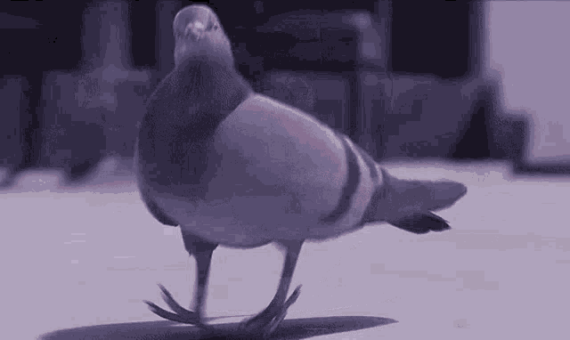 Funny bird dancing pigeon